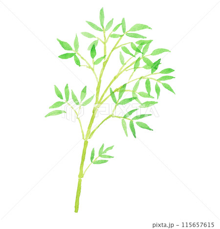水彩絵の具で描いた笹、竹の手描きイラスト 水彩絵の具で描いた笹、竹の手描きイラスト 115657615