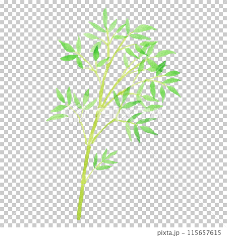 手繪竹子插畫水彩竹子 手繪竹子插畫水彩竹子 115657615