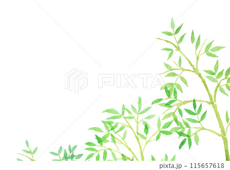 水彩絵の具で描いた笹、竹林の手描きイラスト 水彩絵の具で描いた笹、竹林の手描きイラスト 115657618