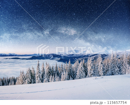 Dairy Star Trek in the winter woods. Dramatic and picturesque scene. In anticipation of the holiday. 115657754