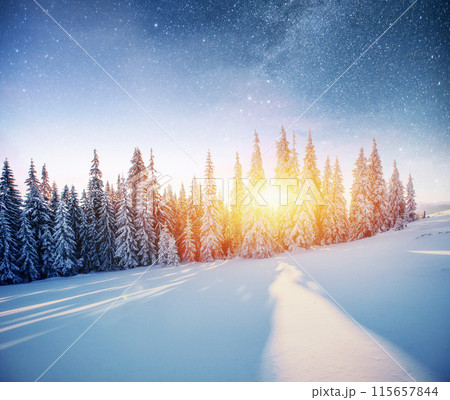 Dairy Star Trek in the winter woods. Dramatic and picturesque scene. In anticipation of the holiday. Dairy Star Trek in the winter woods. Dramatic and picturesque scene. In anticipation of the holiday. 115657844
