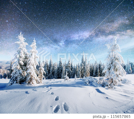 Dairy Star Trek in the winter woods. Dramatic and picturesque scene. In anticipation of the holiday. 115657865