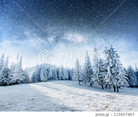 Dairy Star Trek in the winter woods. Dramatic and picturesque scene. In anticipation of the holiday. Dairy Star Trek in the winter woods. Dramatic and picturesque scene. In anticipation of the holiday. 115657867