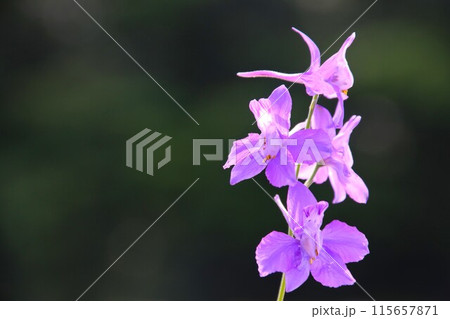 可憐に咲くヒエンソウの紫の花 可憐に咲くヒエンソウの紫の花 115657871