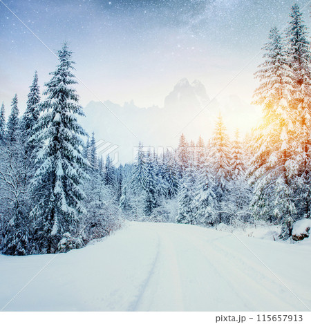 Dairy Star Trek in the winter woods. Dramatic and picturesque scene. In anticipation of the holiday. Dairy Star Trek in the winter woods. Dramatic and picturesque scene. In anticipation of the holiday. 115657913