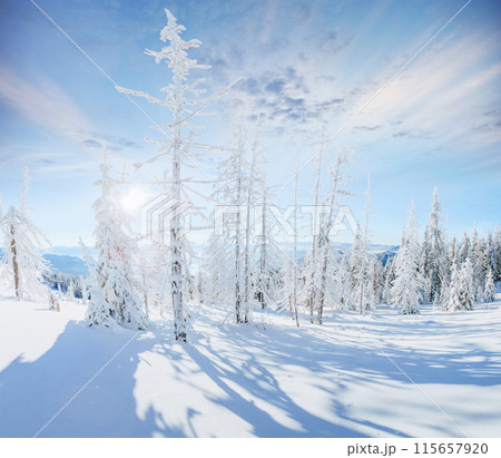 Dairy Star Trek in the winter woods. Dramatic and picturesque scene. In anticipation of the holiday. 115657920