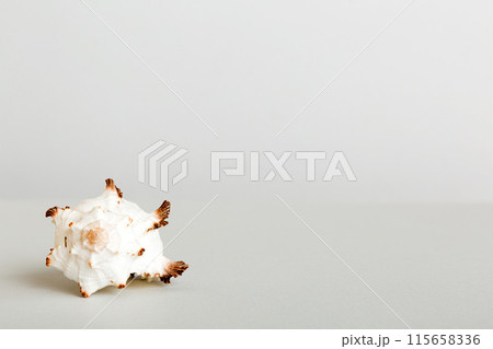 Summer time concept with sea shells or starfish on a table background with copy space for text 115658336