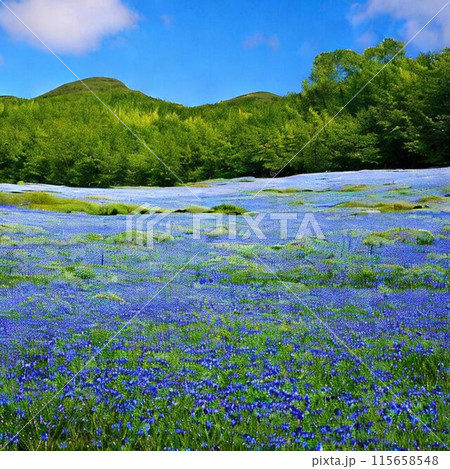 一面のネモフィラ 115658548