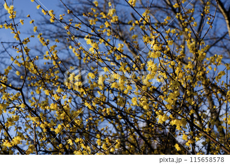 ロウバイの花 115658578