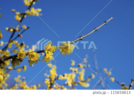 ロウバイの花 115658613