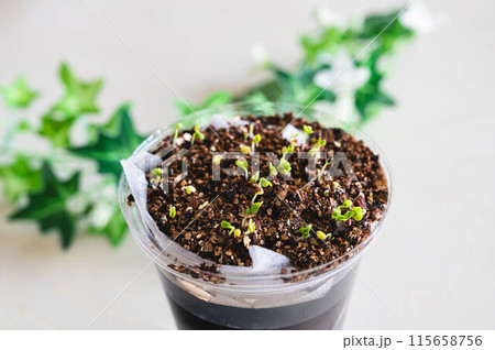 プラカップで水耕栽培 リーフレタス プラカップで水耕栽培 リーフレタス 115658756