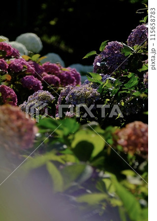 梅雨の晴れ間に咲くブーケのような紫陽花 115658783