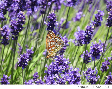 ラベンダーに訪れた「ウラギンヒョウモン」 115659003