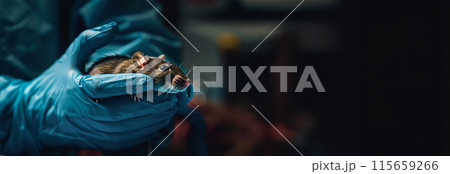 Small experimental mouse is on the laboratory researcher's hand or cage. Concept - laboratory animals, testing drugs, vaccines. Research on laboratory animals 115659266