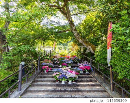 【奈良県】明日香村 岡寺 (2024/06/11撮影) 115659309