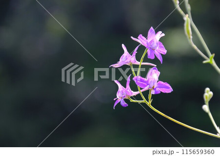 可憐に咲くヒエンソウの紫の花 115659360