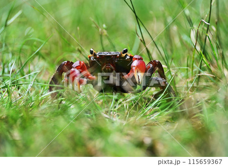 川辺へ向かう途中のアカテガニ 115659367