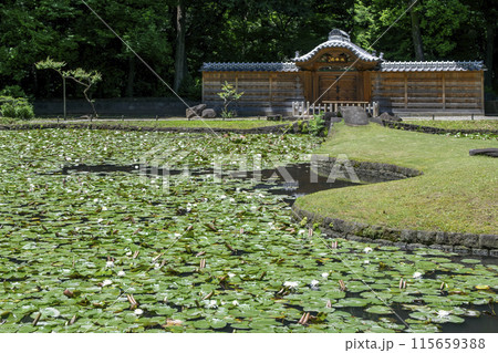 東京都　小石川後楽園　唐門の池（内庭）と睡蓮　国の特別史跡 115659388