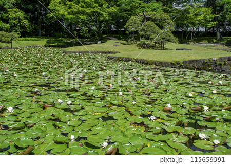 東京都　小石川後楽園　唐門の池（内庭）と睡蓮　国の特別史跡 115659391
