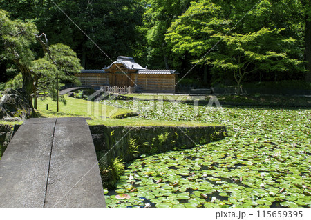 東京都 小石川後楽園 唐門の池(内庭)と睡蓮 国の特別史跡 東京都 小石川後楽園 唐門の池(内庭)と睡蓮 国の特別史跡 115659395