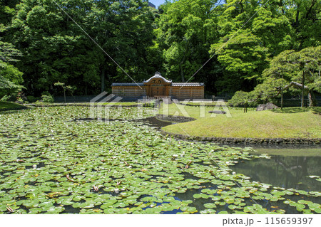 東京都　小石川後楽園　唐門の池（内庭）と睡蓮　国の特別史跡 115659397