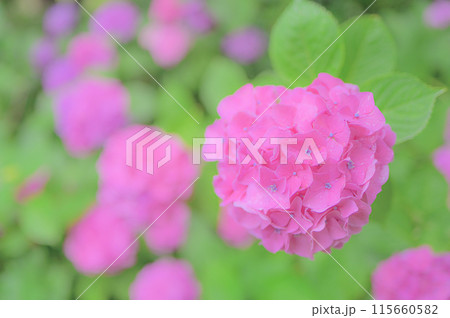 6月の公園に咲くピンク色の紫陽花 梅雨イメージ 6月の公園に咲くピンク色の紫陽花 梅雨イメージ 115660582