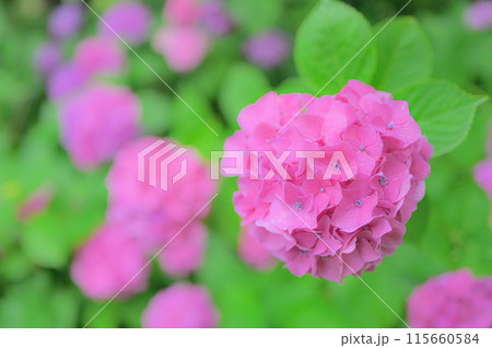 6月の公園に咲くピンク色の紫陽花 梅雨イメージ 6月の公園に咲くピンク色の紫陽花 梅雨イメージ 115660584
