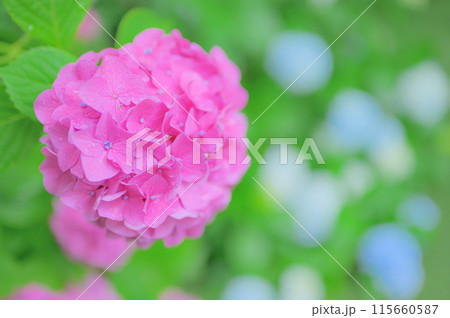 6月の公園に咲くピンク色の紫陽花 梅雨イメージ 6月の公園に咲くピンク色の紫陽花 梅雨イメージ 115660587