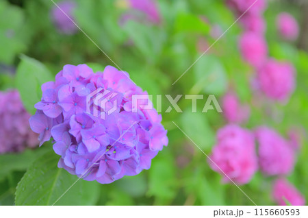 6月の公園に咲く紫とピンク色の紫陽花 梅雨イメージ 6月の公園に咲く紫とピンク色の紫陽花 梅雨イメージ 115660593