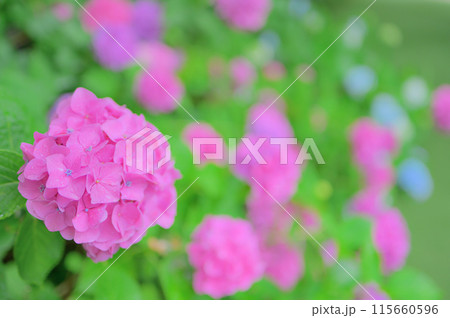 6月の公園に咲くピンク色の紫陽花 梅雨イメージ 6月の公園に咲くピンク色の紫陽花 梅雨イメージ 115660596