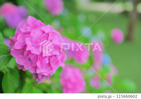 6月の公園に咲くピンク色の紫陽花 梅雨イメージ 6月の公園に咲くピンク色の紫陽花 梅雨イメージ 115660602