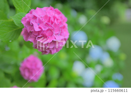 6月の公園に咲くピンク色の紫陽花 梅雨イメージ 6月の公園に咲くピンク色の紫陽花 梅雨イメージ 115660611