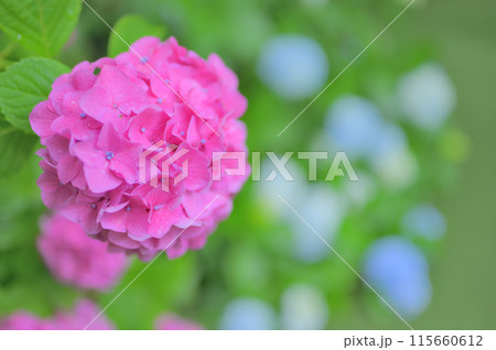 6月の公園に咲くピンク色の紫陽花　梅雨イメージ 115660612