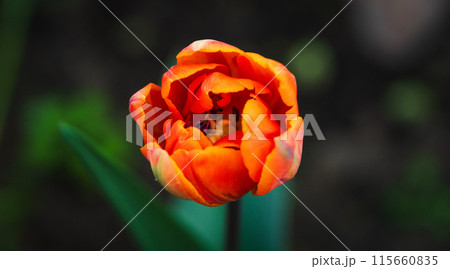 チューリップの俯瞰撮影 115660835