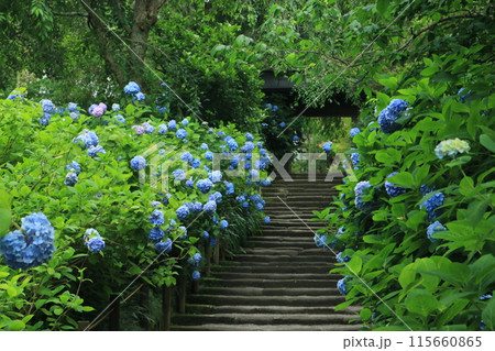 明月院の紫陽花 115660865