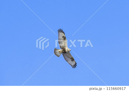 ケアシノスリ飛翔 115660917