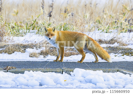 キタキツネ キタキツネ 115660950