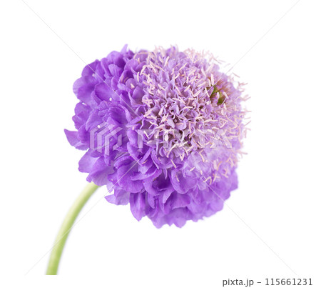 Scabious flower isolated on white background. Knautia arvensis. Purple double flower of scabiosa. Scabious flower isolated on white background. Knautia arvensis. Purple double flower of scabiosa. 115661231