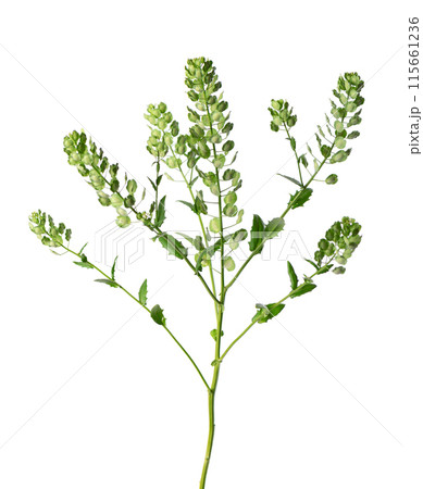 Thlaspi arvense isolated on white background. Flattened, oval seedpods of Field Pennycress. Medicinal herb. 115661236