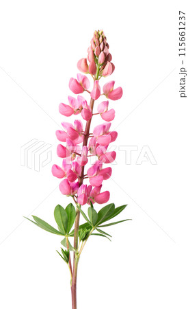 Pink lupine flower isolated on white background. Bunch of colorful lupines, spring flower. 115661237