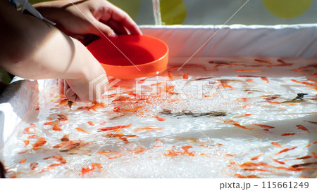 金魚すくい 115661249