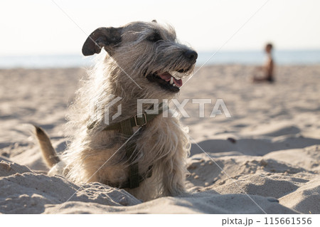 Happy Scruffy Dog on Sandy Beach 115661556