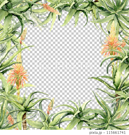 aloe plant watercolor square frame. 115661741