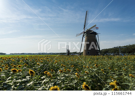 ＜千葉県＞佐倉ふるさと広場(ひまわり) 115661744
