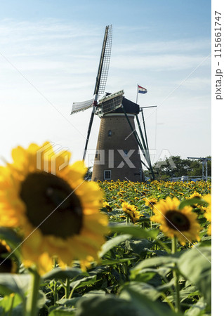 ＜千葉県＞佐倉ふるさと広場(ひまわり) 115661747