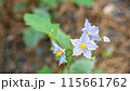 ワルナスビの花 115661762