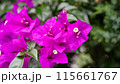 ブーゲンビリアの花 115661767