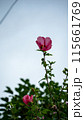 ピンクのハイビスカス 115661769