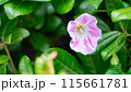 ヒルガオ 115661781