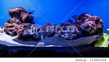 macro laced moray   (Gymnothorax favagineus) 115661838